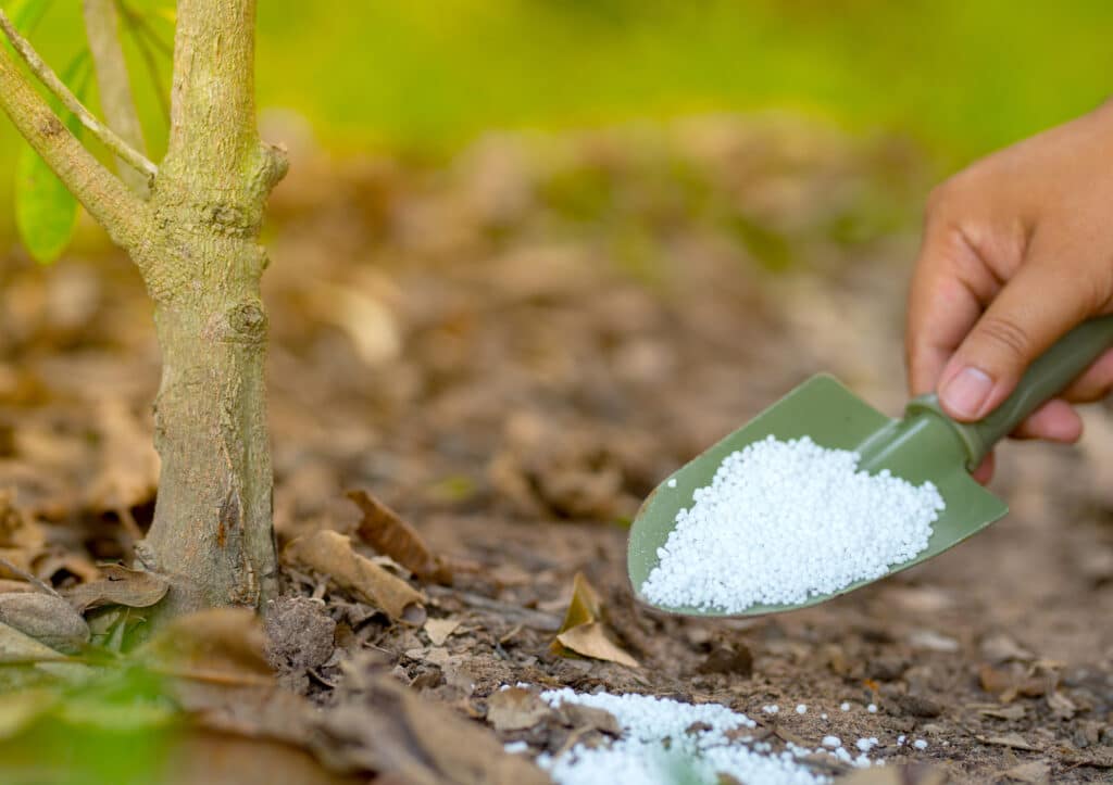 Tree Fertilization