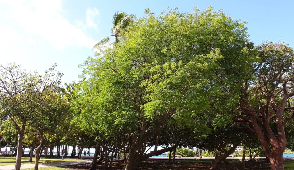 A type of tree species.