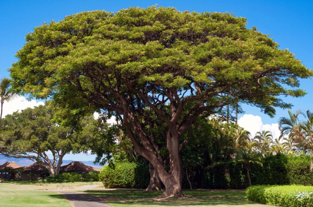 Tree Species