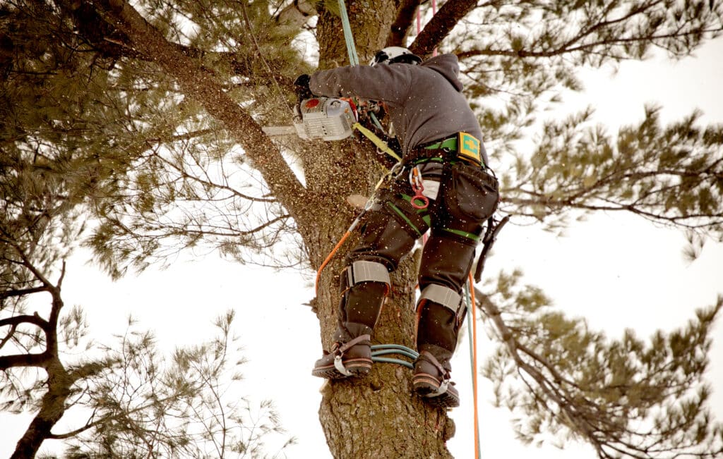 Tree Trimming