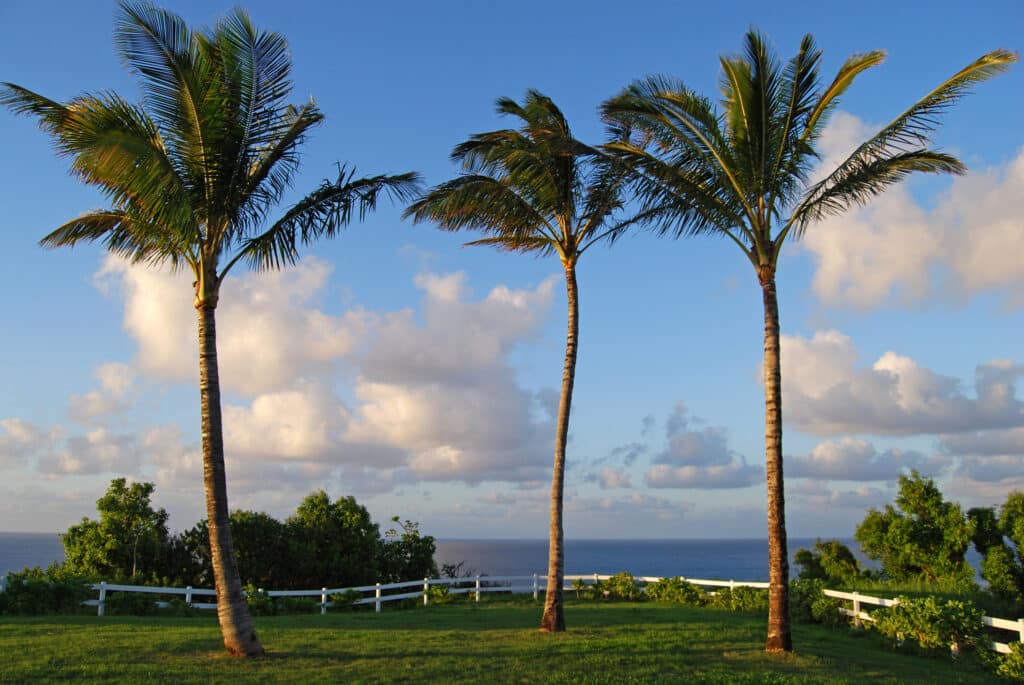 Tree Palms, Young Trees.