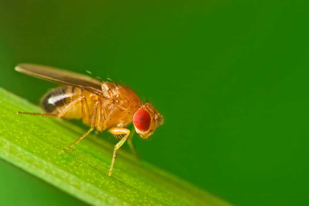 Manilkara zapota
