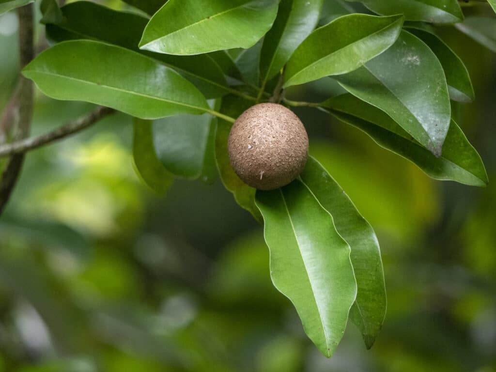 Manilkara zapota