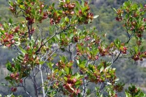 Aalii – Dodonaea viscosa