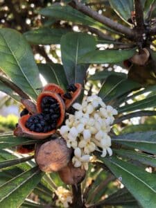 Hoawa – Pittosporum hosmeri