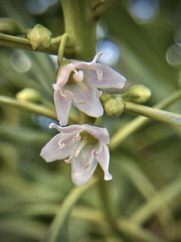 Naio – Myoporum sandwicense.