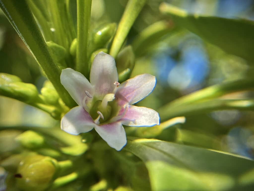 Naio – Myoporum sandwicense