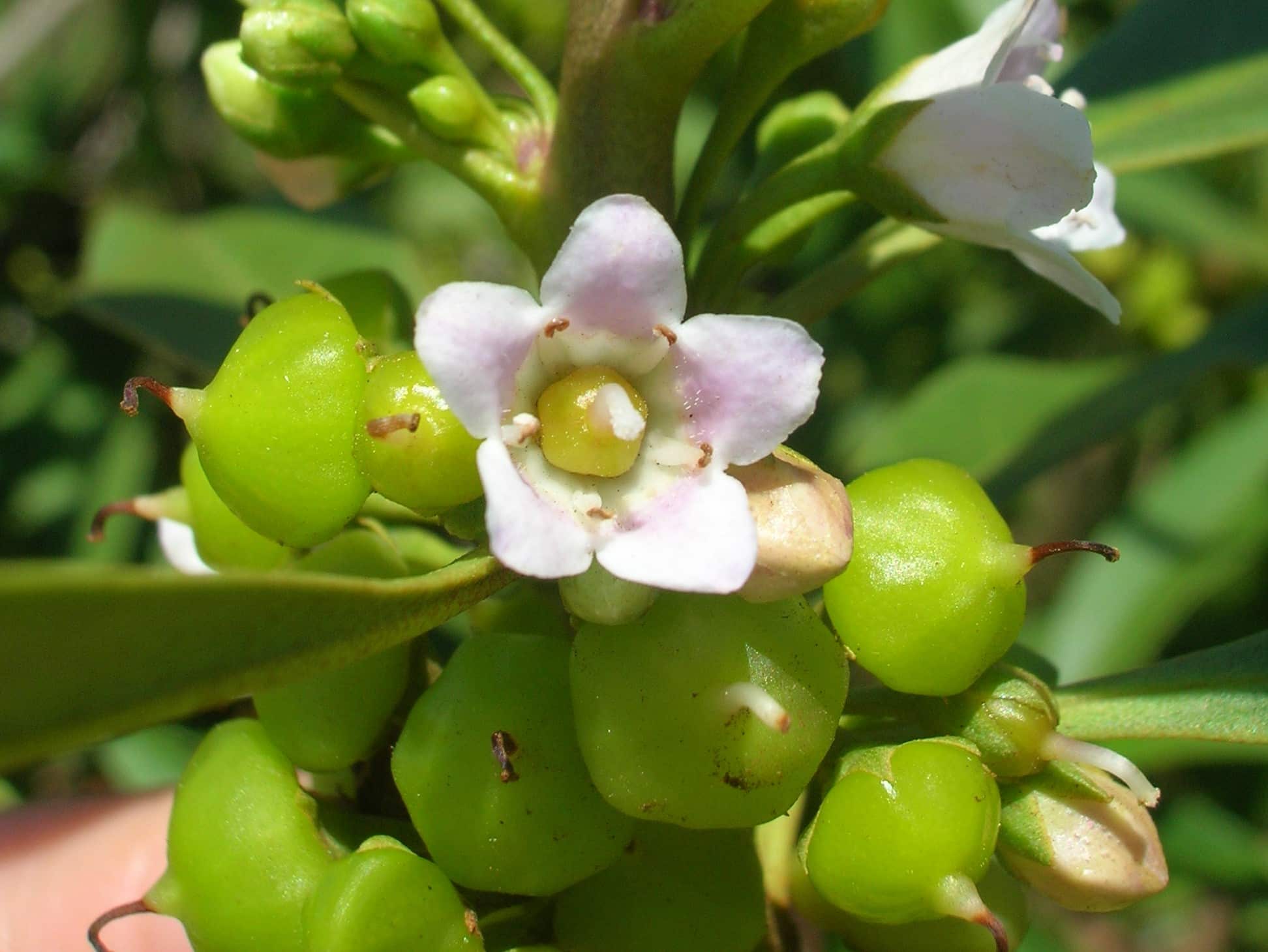 Myoporum sandwicense