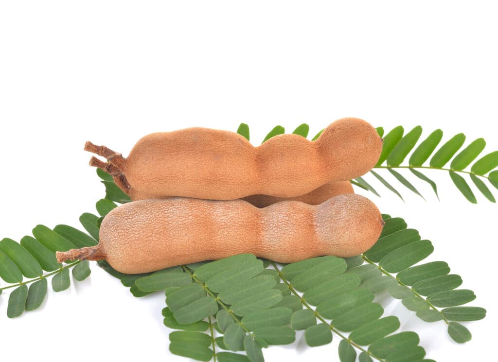 Tamarind – Tamarindus indica.