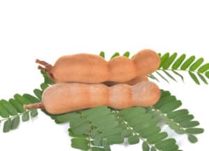 Tamarind – Tamarindus indica.