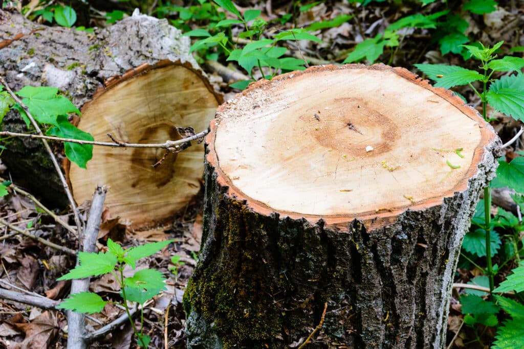 Tree Stump Removal.