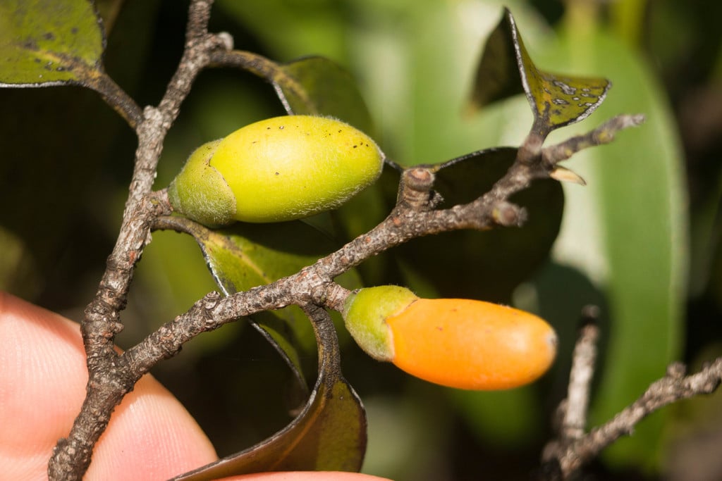 Diospyros sandwicensis.