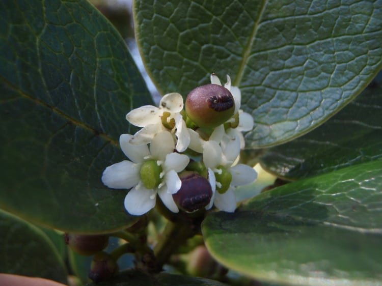 Ilex anomala, Hawaiian Holly.