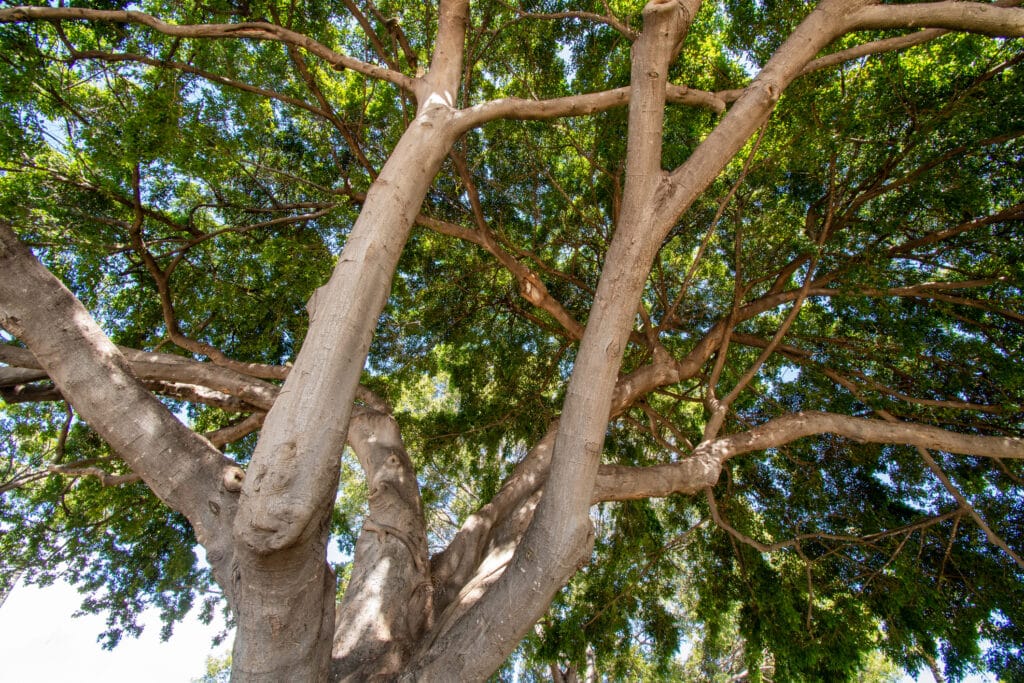 Native Hawaiian Trees.