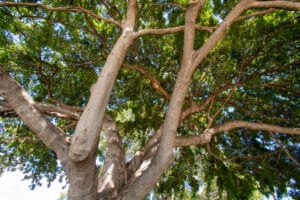 Native Hawaiian Trees.