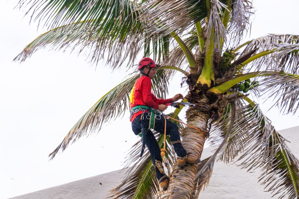 Preparing Hawaii Trees for the Summer Heat ByMana Home Services.