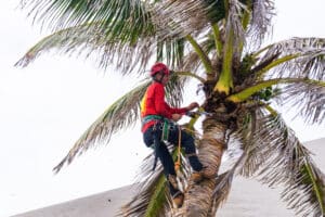 Preparing Hawaii Trees for the Summer Heat and Hawaii’s Rainy Season.