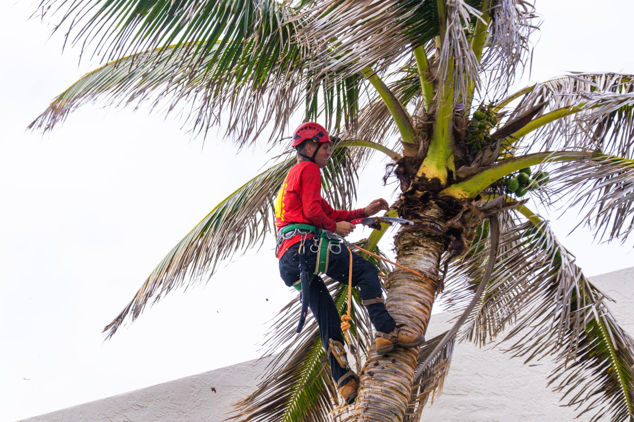 Preparing Hawaii Trees for the Summer Heat and Hawaii’s Rainy Season.