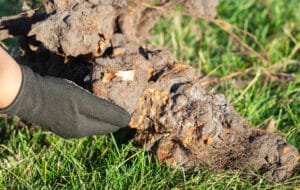Tree Specialist Treats Root Rot.