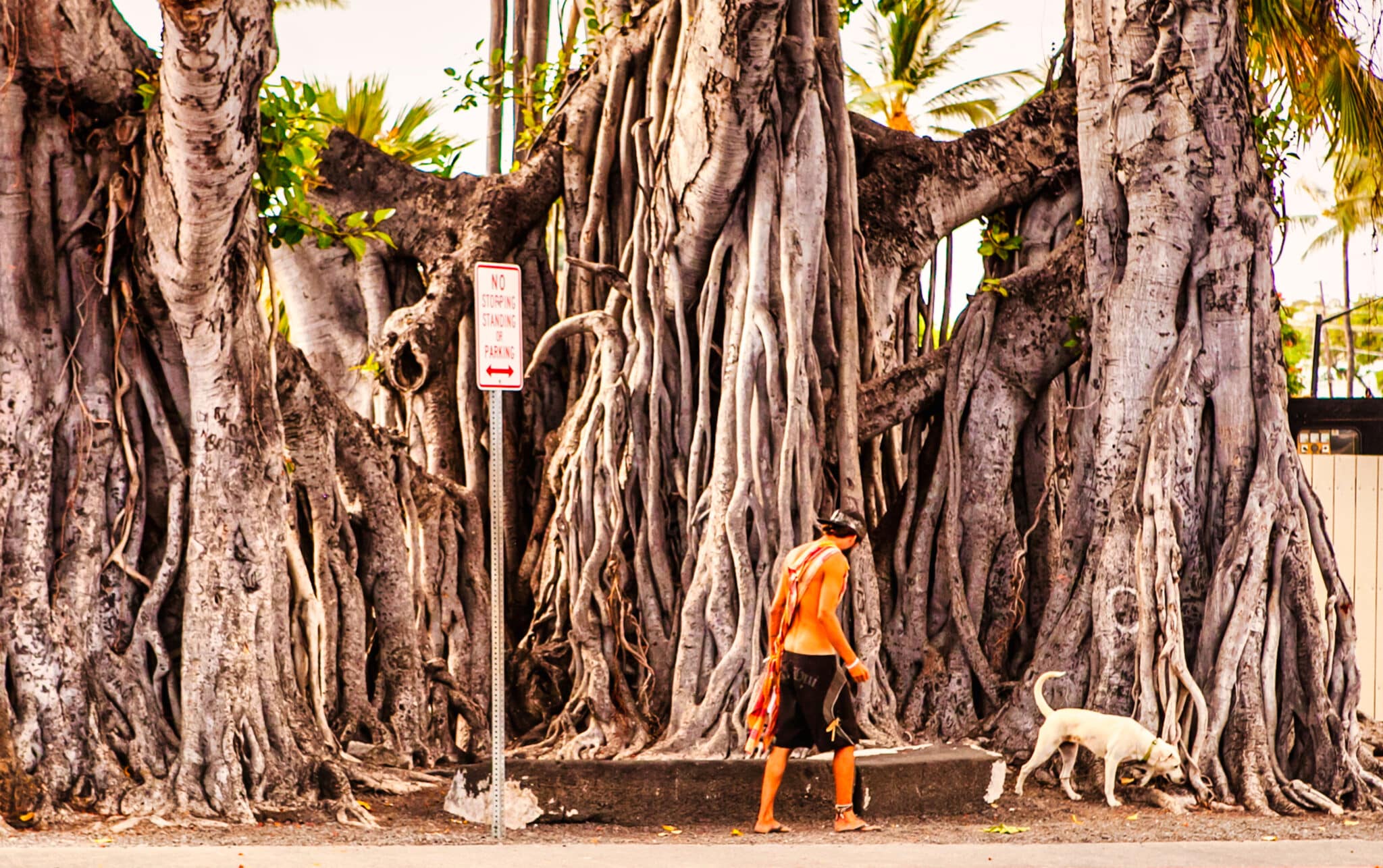 Treat root rot in a banyan tree as a surfer walks by with his dog.