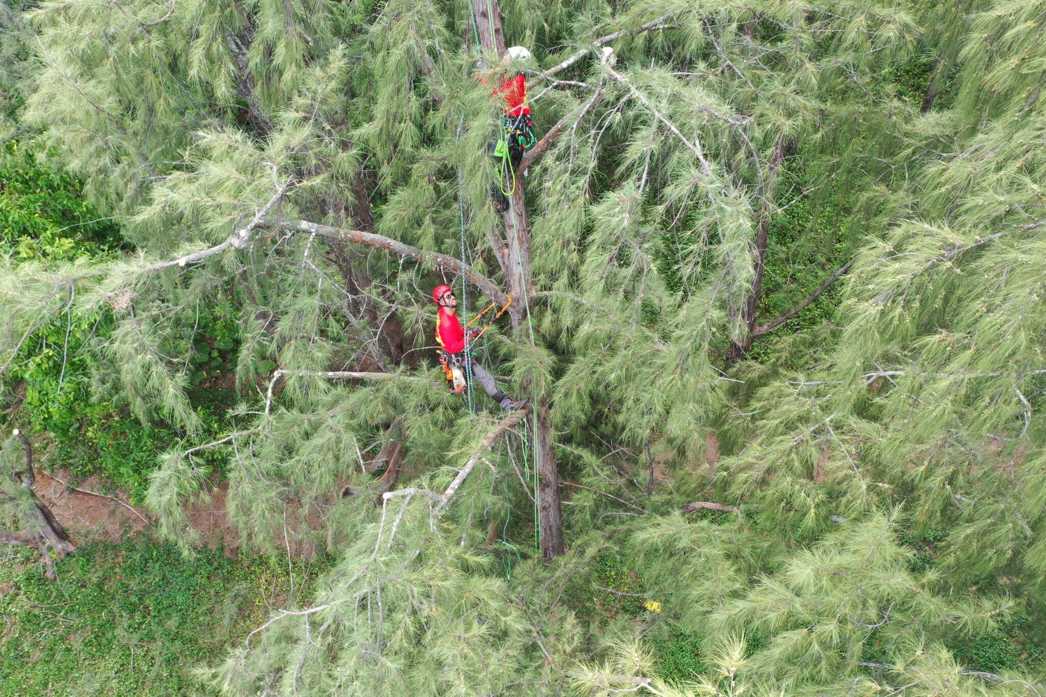 Native Hawaiian Trees By Mana Home Services