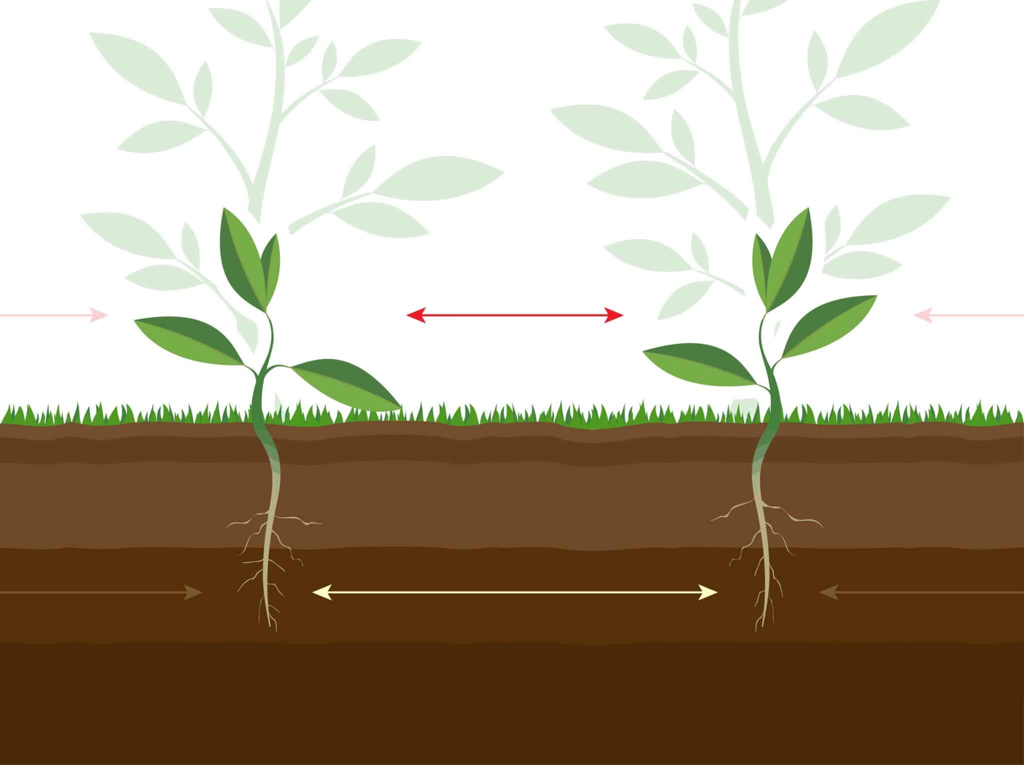 Tree Spacing.