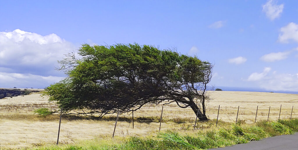 Tree Damage.