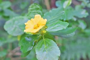 Ilima, Sida fallax Flower Plants.
