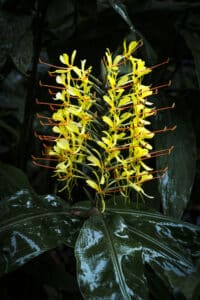 Kahili Ginger, Hedychium gardnerianum Flowers.