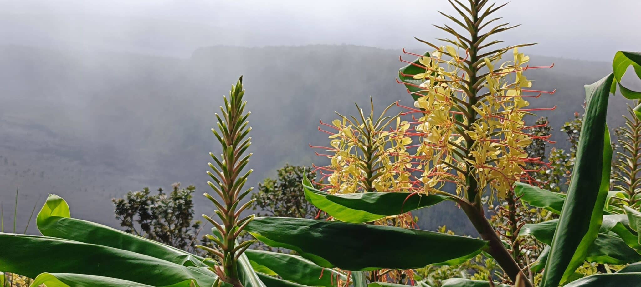 Kahili Ginger, Hedychium gardnerianum Flowers Landscape.