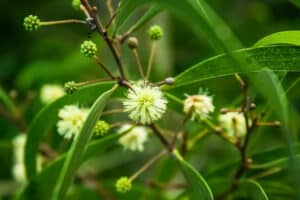 Acacia koaia Tree Flowers in Hawaii.