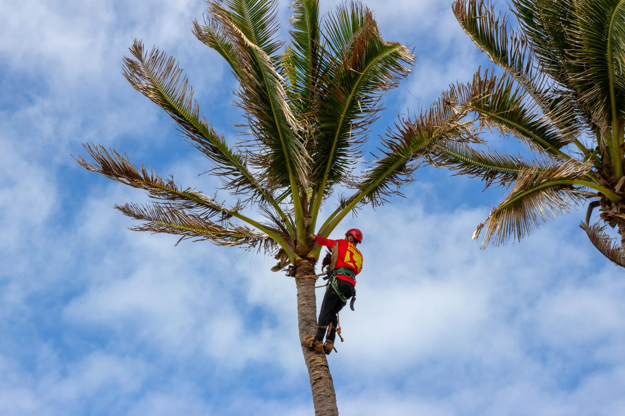 Preventing Tree Damage, Tree Pruning Services, Tree Health Inspections By Mana Home Services.