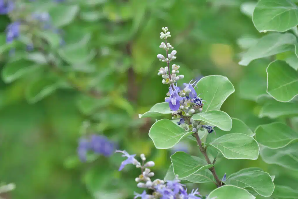 Vitex rotundifolia Native shrub.