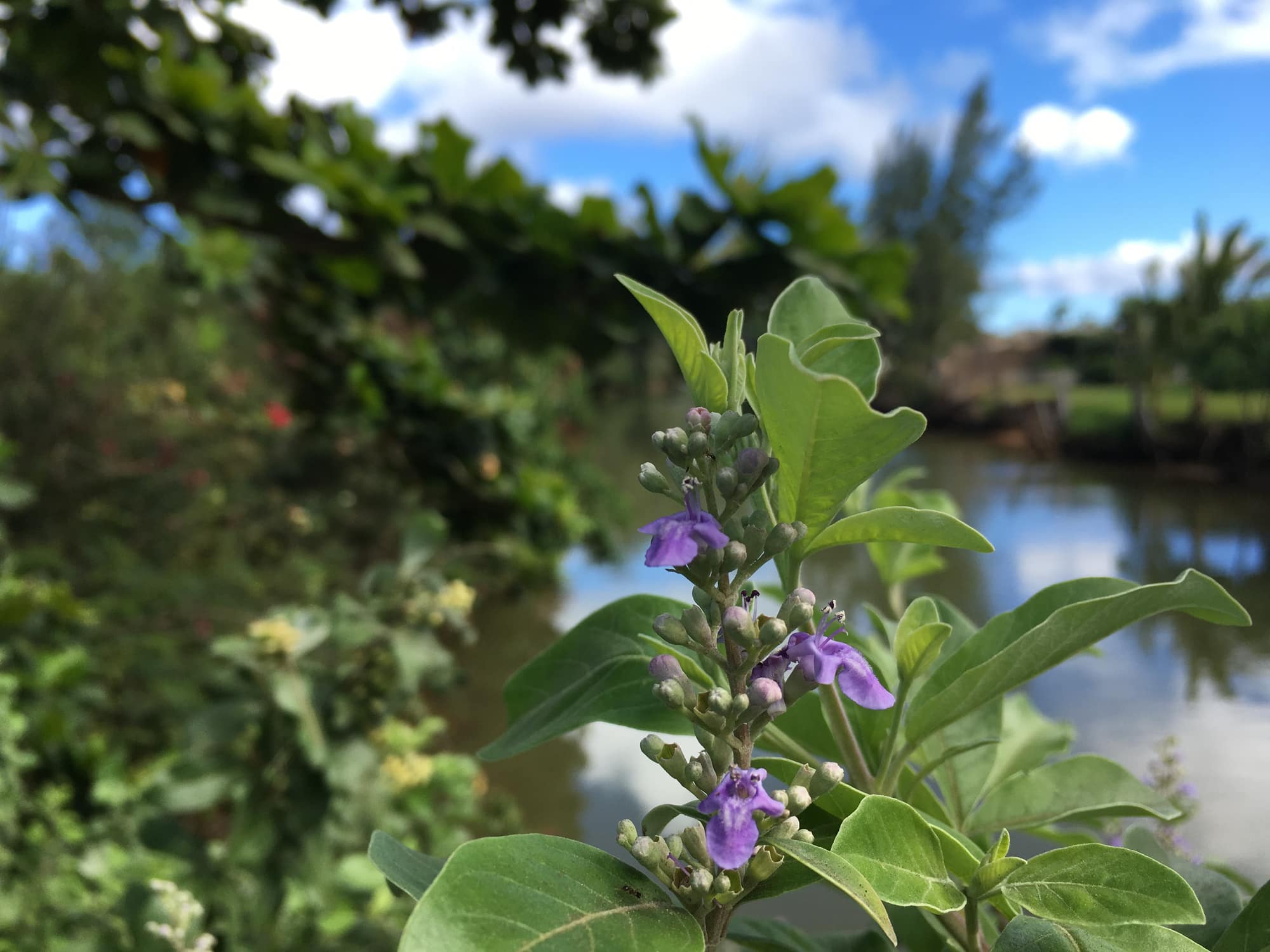 Pohinahina, Vitex rotundifolia Native shrub.