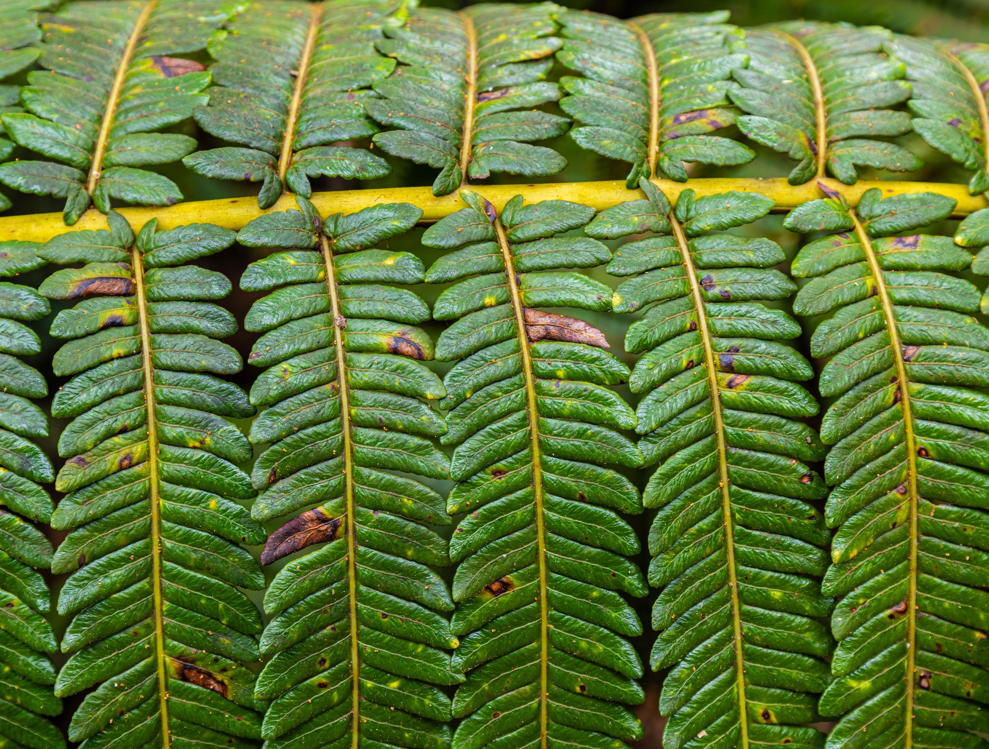Cibotium glaucum.