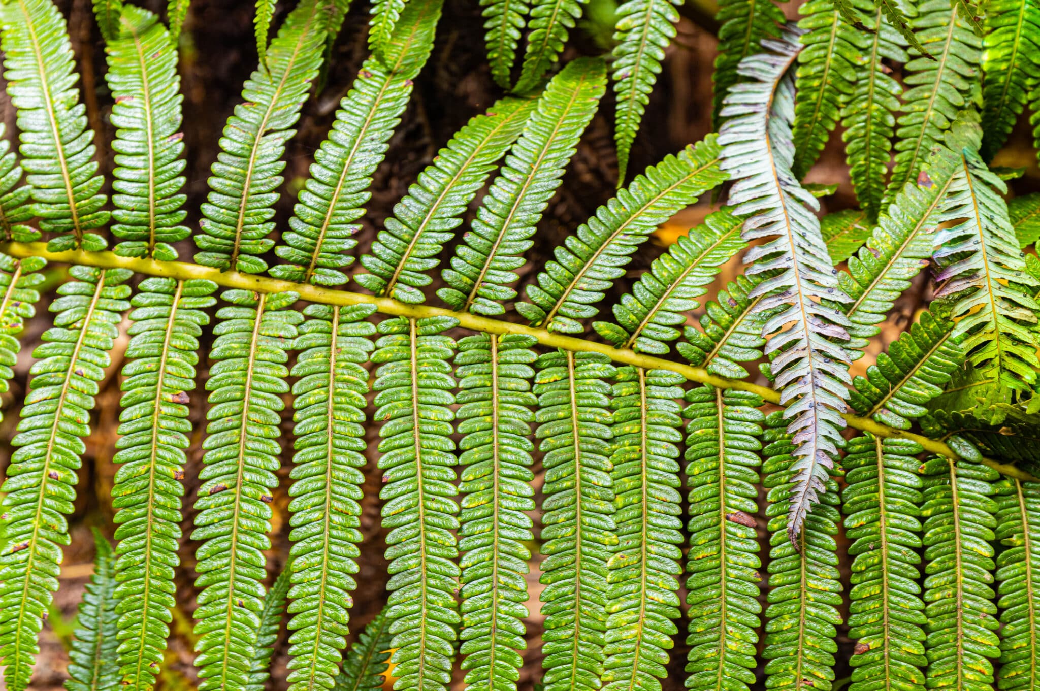 Hapuʻu, Cibotium glaucum