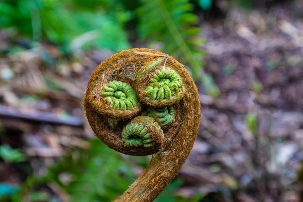 Hapuʻu, Cibotium glaucum.