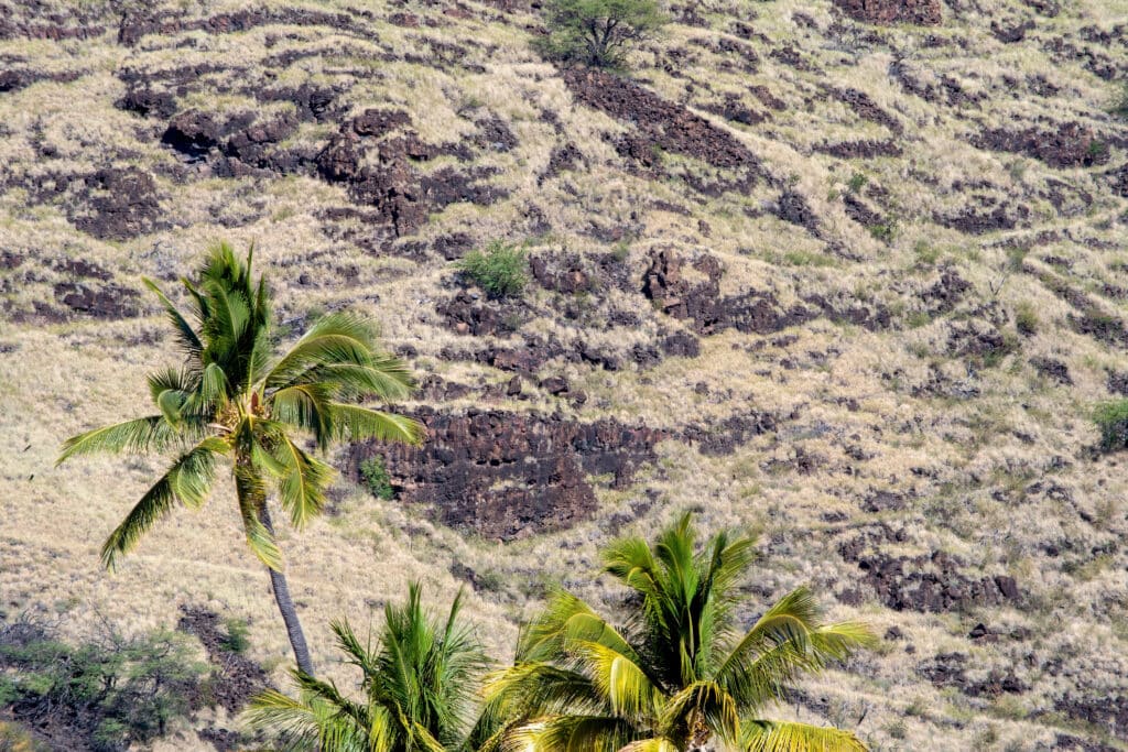 How to Manage Tree Growth During Hawaii’s Dry Season.