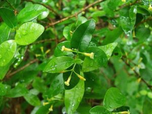 Maile, Alyxia oliviformis