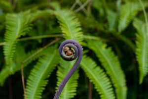 Uluhe Fern, Dicranopteris linearis.