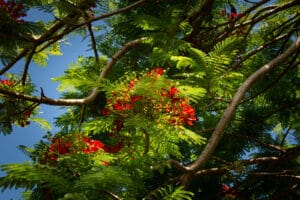 Flowering Trees.