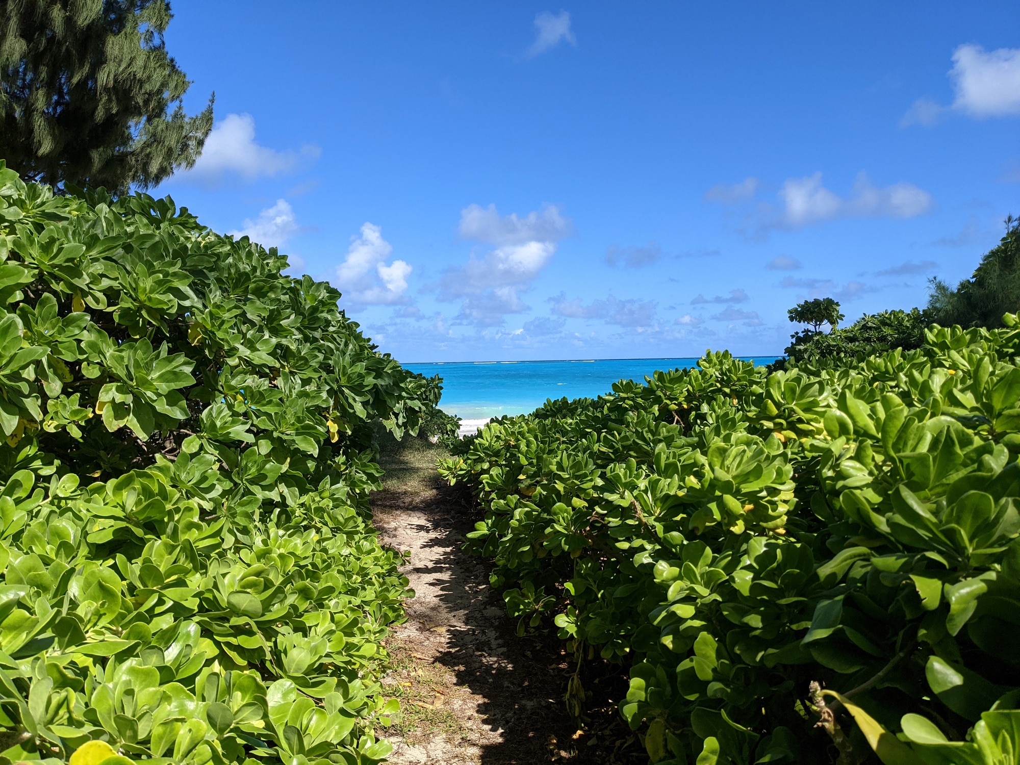 Flowering Trees in Waimanalo, Hawaii.