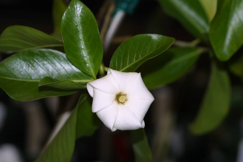 Nanu, Gardenia brighamii.