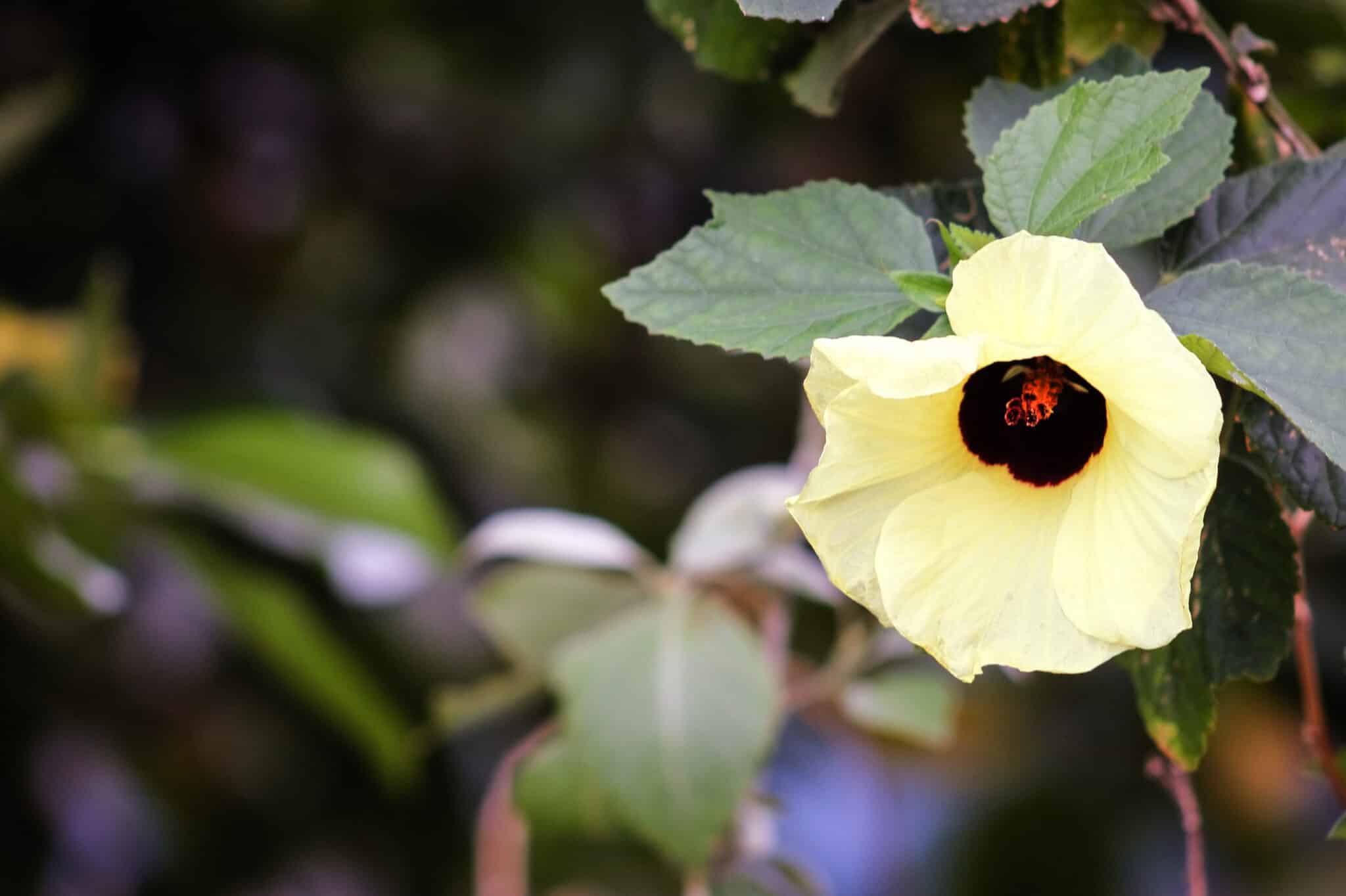 Hibiscus tiliaceus Flowering Tree.