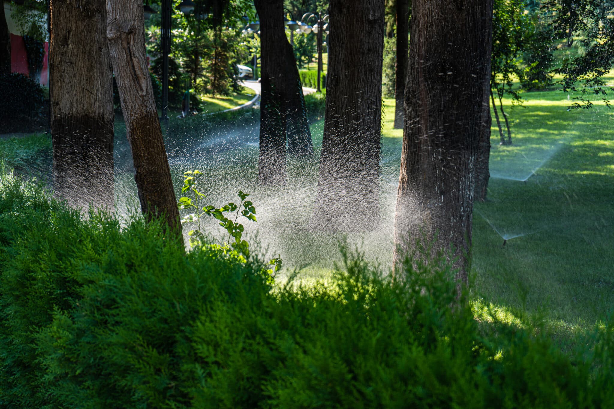 Watering Solutions for Healthy Trees.