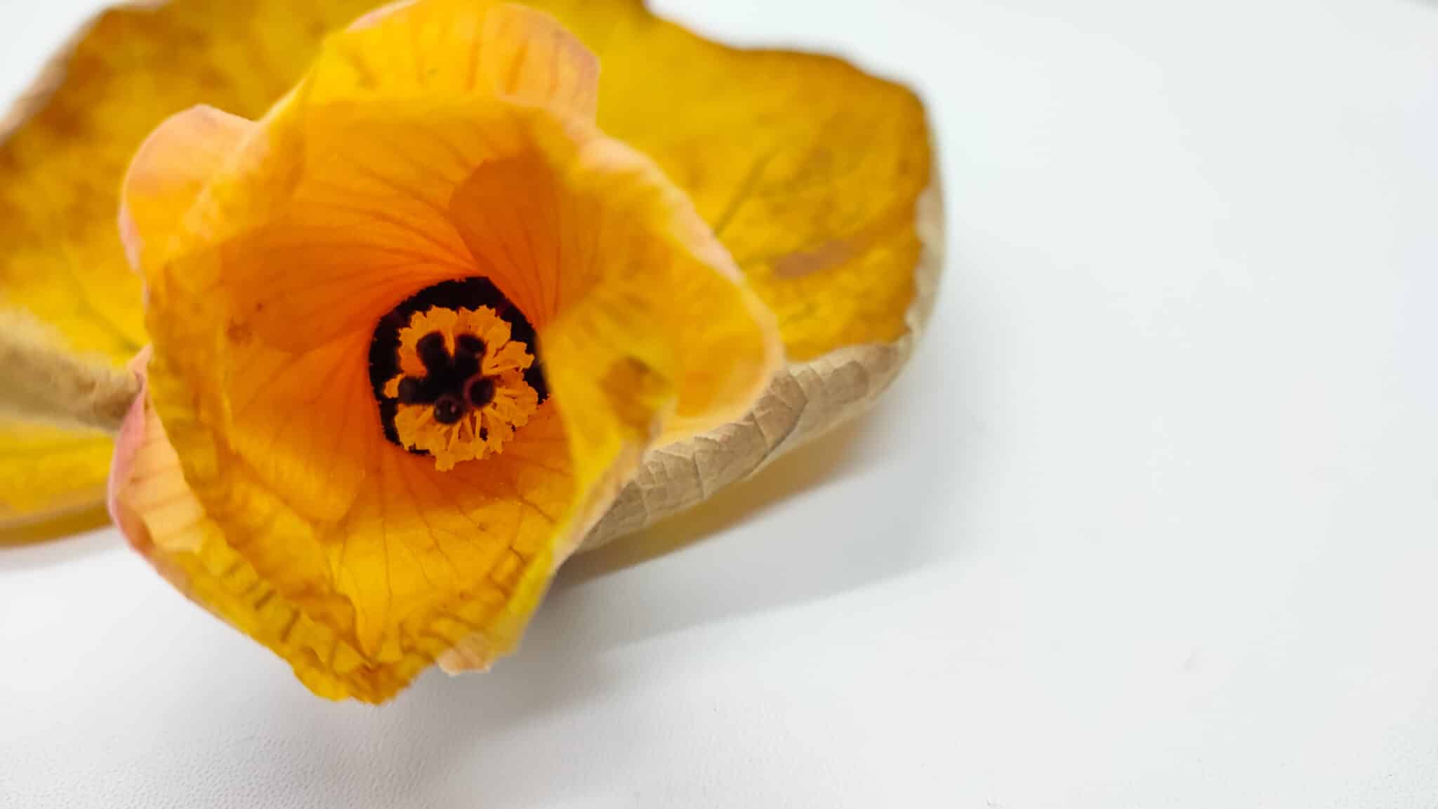 Yellow Hibiscus tiliaceus Flower. 
