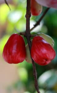 Mountain Apple, Syzygium malaccense Tree.