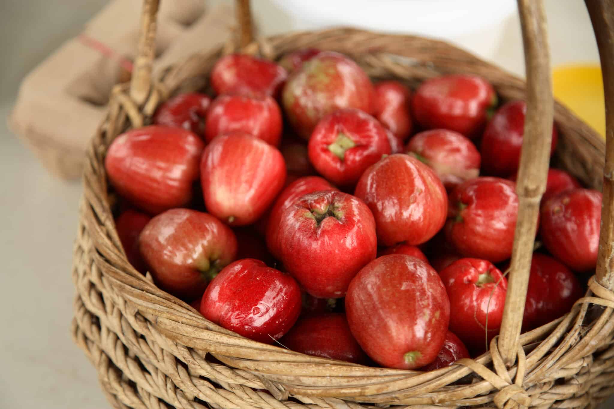 Mountain Apple, Syzygium malaccense.