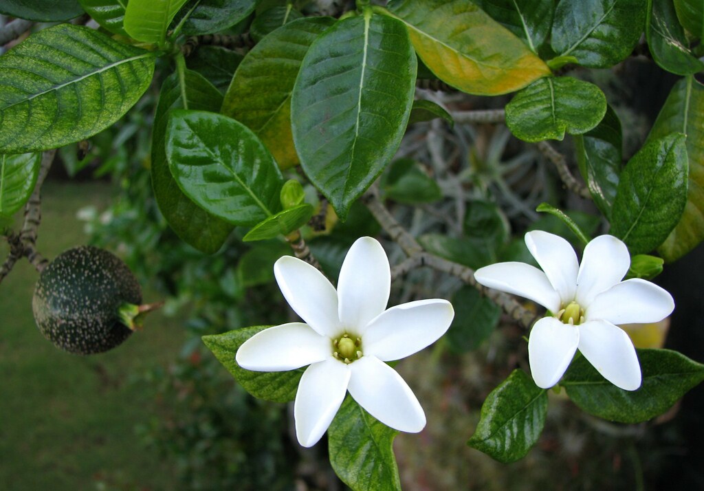 Nanu, Gardenia brighamii.