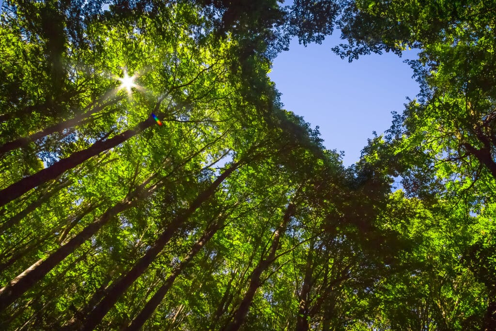 Tree Canopy Care.